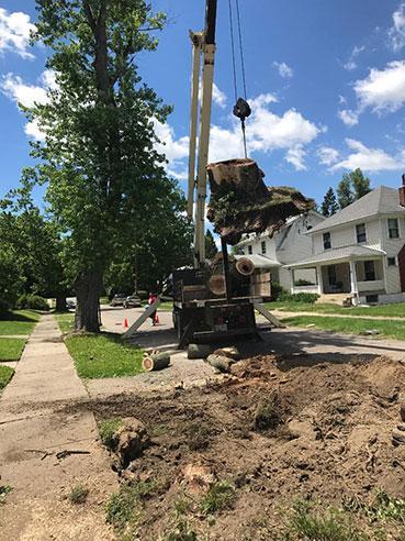 Ackermans Tree Service stump grinding and removal